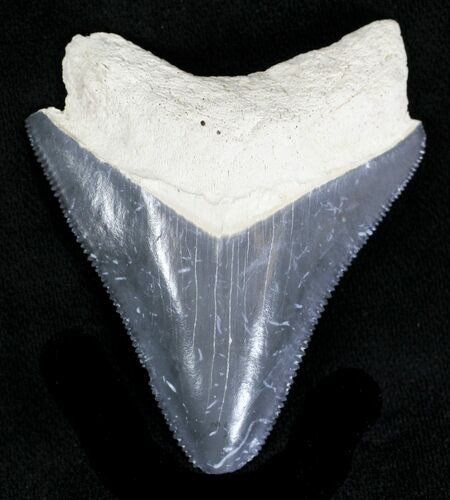 Serrated, Grey Bone Valley Megalodon Tooth #21554